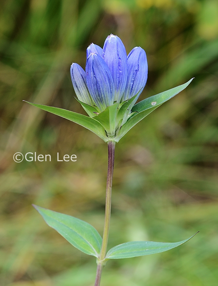Gentiana andrewsii photos Saskatchewan Wildflowers